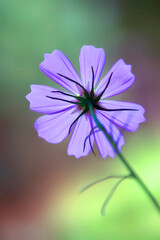 Poster - Colorful plants in summer garden