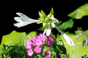 Sticker - Colorful plants in summer garden