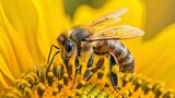 Close up of a honeybee on a sunflower, showing detailed wings and pollen