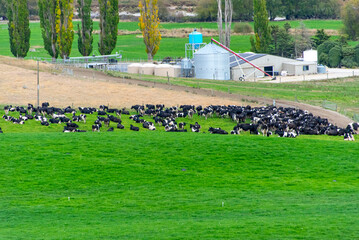 Wall Mural - Cattle Pasture in Canterbury Region - New Zealand