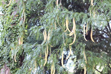 Poster - A tree branch with yellow seed pods hanging from it, great for nature or environmental backgrounds.