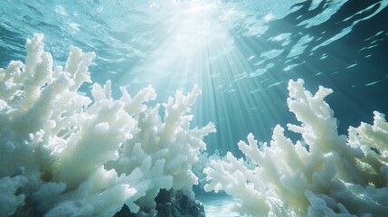 Poster - A view of a coral reef in the ocean with sunlight filtering through the water, illuminating the intricate white coral structures. -