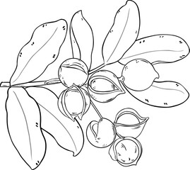 Poster - Macadamia Branch Outline Illustration.