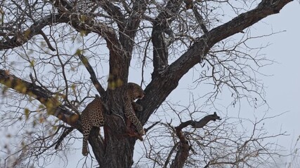 Canvas Print -  Big male leopard resting in a tree with his kill