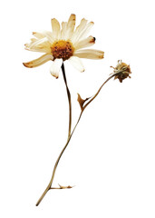 Canvas Print - Dried daisy on white background