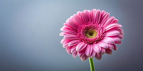 Canvas Print - Studio shot of a pink blooming gerbera flower, pink, blooming, gerbera, flower, studio shot, close-up, vibrant, petals