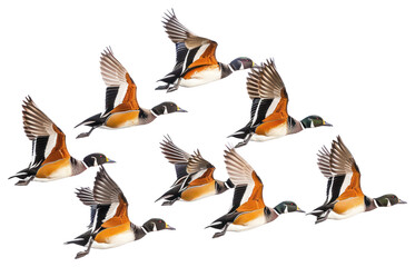 Wall Mural - PNG Colorful ducks in flight formation