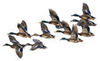 © Rawpixel.com - PNG Flying ducks in clear sky
