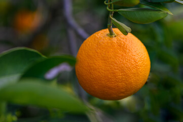 orange garden with lots of orange fruit growing on the trees