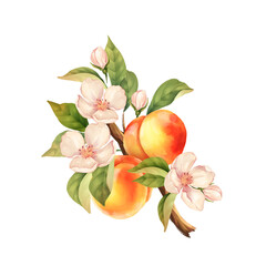 Wall Mural - Peach branch. Hand drawn fruit illustration with flowers. Isolated on white.