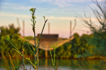 Macro photography of wild grass and flower, with a fiherman's shack in the background