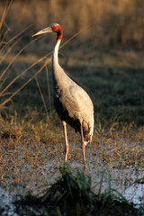 Wall Mural - Grue antigone,.Antigone antigone, Sarus Crane, Inde