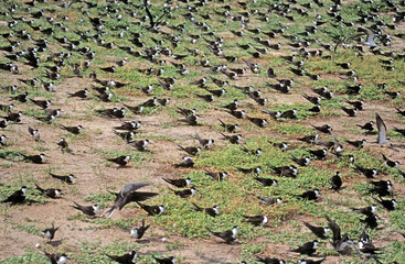 Wall Mural - Sterne fuligineuse, Sterna fuscata nubilosa, Onychoprion fuscatus , Sooty Tern, Ile Byrd, Seychelles