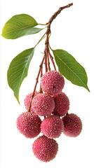 Wall Mural - Bunch of lychee fruits hanging from a branch