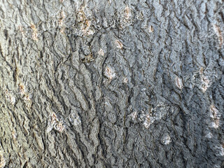 Texture of tree bark close-up. Natural photo background.