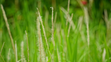 Close-up of wild reed flowers blooming