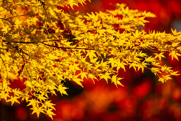 Autumn leaves of maple trees. Autumn fall leaves in sunlight. Natural autumn background. Autumnal background. Foliage, falling leaves background. Autumn leaf.