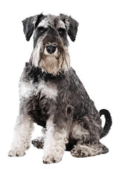 Wall Mural - Beautiful, young Schnauzer sits proudly, showcasing its distinctive beard and expressive, smart eyes against transparent background. Concept of animals, domestic life, friendship and love, pet lover.