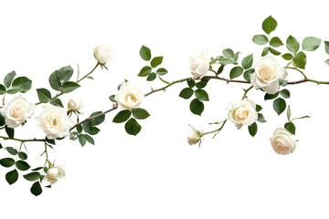 Sticker - PNG Elegant white roses on vine