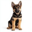 © Colin - Cute German Shepherd puppy sitting isolated on white background, photorealistic with soft shadows, sharp focus.