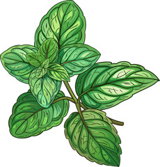 Fresh green mint leaves with a black background. Perfect for a refreshing summer drink or a flavorful meal.