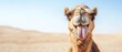 © Corri Seizinger - Funny animal wildlife photography - Close up portrait of funny camel drommedary with tongue stuck out in the desert