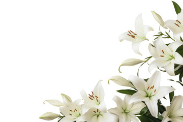 Sticker - PNG Elegant white lily floral background