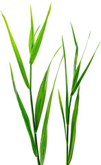 Poster - Close-up of vibrant green blades of grass, isolated against