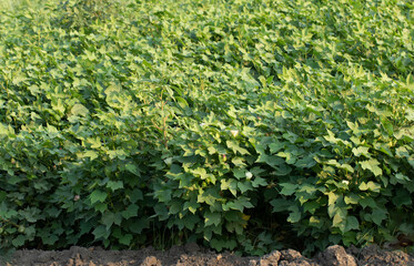 Wall Mural - View of a cotton field in blooming stage