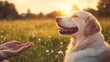 © Amigos.Flipado - A dog sitting in a field of grass next to a person's hand.