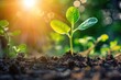 © Anatolii Rymarchuk - Seed Sprout. Agriculture Concept. New Green Baby Sprout Emerging from Soil with Sunshine