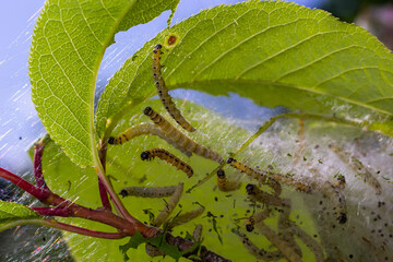 Wall Mural - Group of Larvae of Bird-cherry ermine Yponomeuta evonymella pupate in tightly packed communal, white web on a tree trunk and branches among green leaves in summer