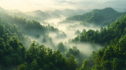 Poster - Misty morning light filters through trees, revealing serene valleys and gentle hills covered in vibrant greenery