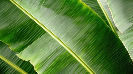 Seamless pattern background of fresh banana plant leaf