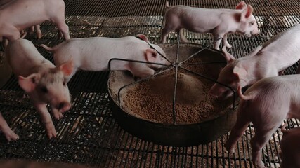 Wall Mural - Many piglets are eating prepared food in a pig farm. Little piglet eating food