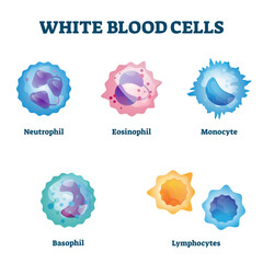 Sticker - White blood cell types labeled examples educational illustration, transparent background. Isolated WBC closeup scheme with neutrophil, eosinophil, monocyte.