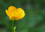 Butterblume, Hahnenfuß (Ranunculus acris)