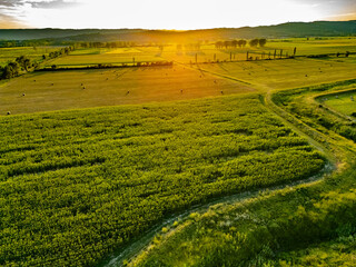 Wall Mural - Aerial beautiful scenery with fields at golden sunset background 