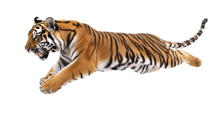 Tiger transparent background