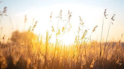 Wall Mural - Serene Meadow Aglow with Morning Sunlight and Clear Blue Sky