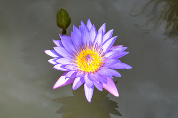 Wall Mural - Regal Egyptian Lotus: Majestic Purple Blossoms on Serene Waters