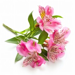 Wall Mural - alstroemeria flower on a white background