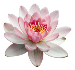 Wall Mural - pink lotus isolated on white