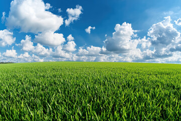 Wall Mural - Vast green field with lush grass under a vibrant blue sky with fluffy white clouds, perfect for nature, landscape, and outdoor themes.