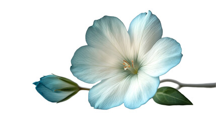 Canvas Print - Delicate Blue and White Flower with a Touch of Green for Your Designs