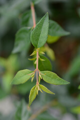 Wall Mural - Glossy abelia Edward Goucher leaves