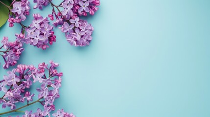 Wall Mural - Purple lilac blooms on a blue backdrop with room for text