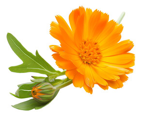 Wall Mural - calendula flower on a white background