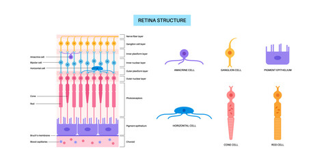 Wall Mural - Retina structure poster