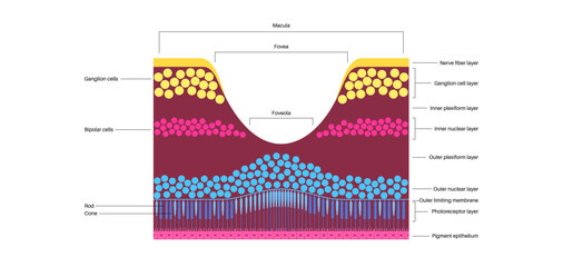 Wall Mural - Macula fovea and foveola